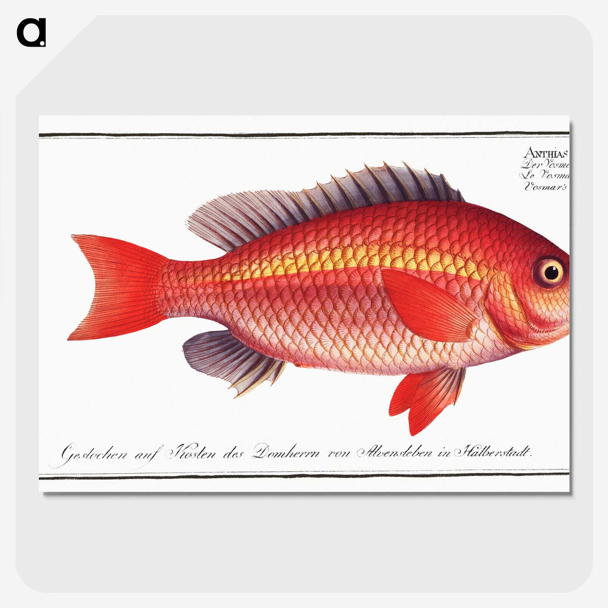 1-46_Ichtyologie-ou-Histoire-naturelle_picture-crop