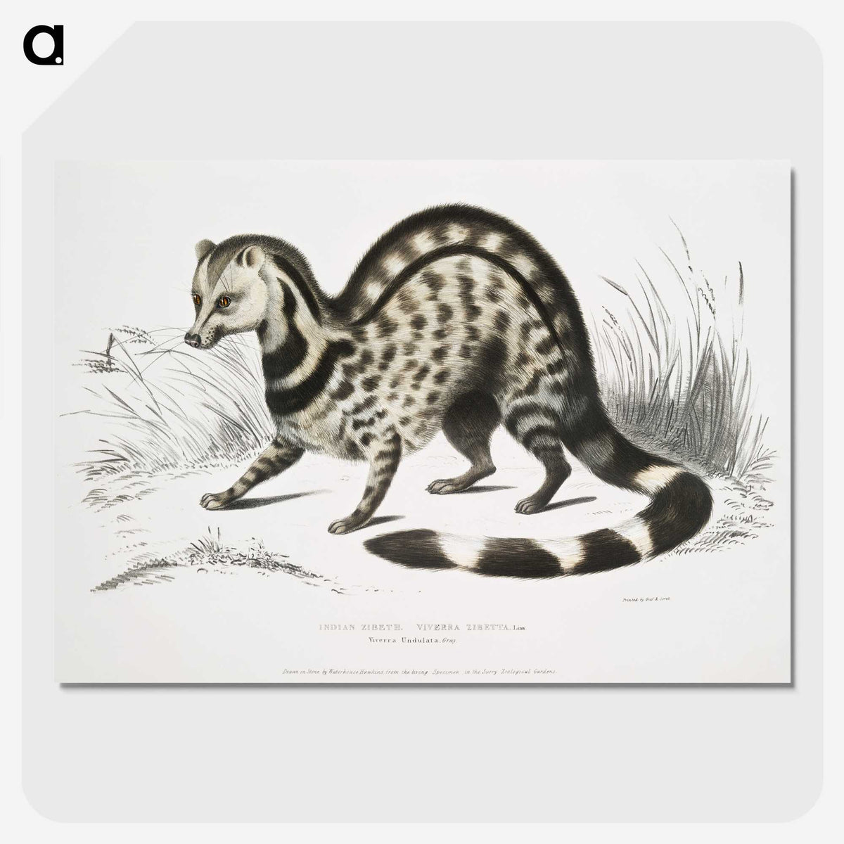 1-46_Indian-Zoology_picture-crop