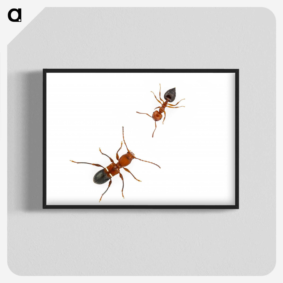 1-46_Insects-Unlocked-Project_blk-crop