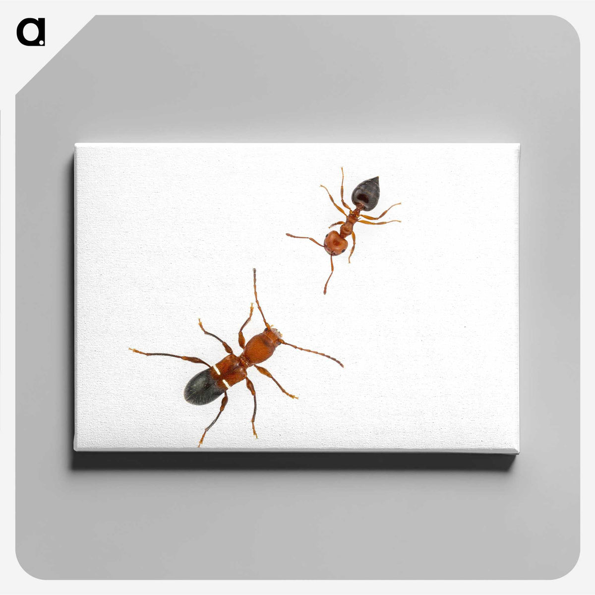 1-46_Insects-Unlocked-Project_canvas