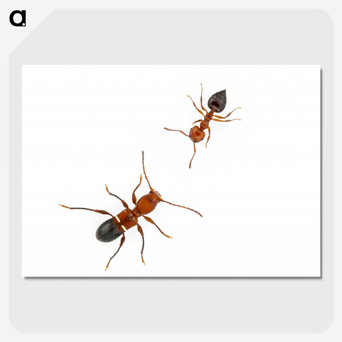 1-46_Insects-Unlocked-Project_picture-crop