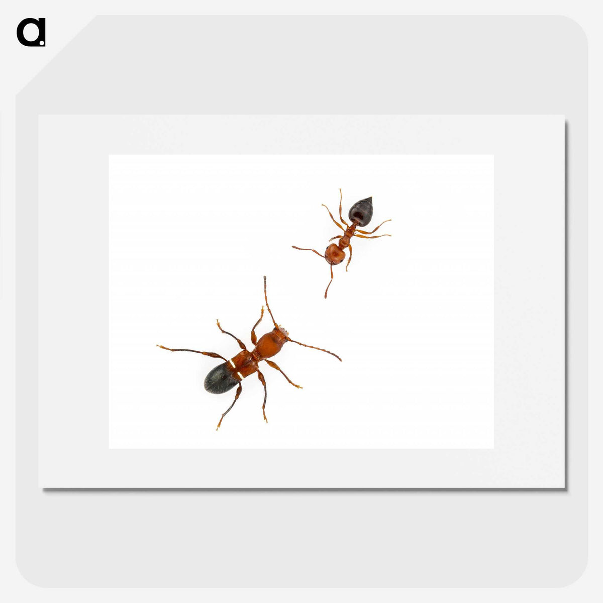 1-46_Insects-Unlocked-Project_picture