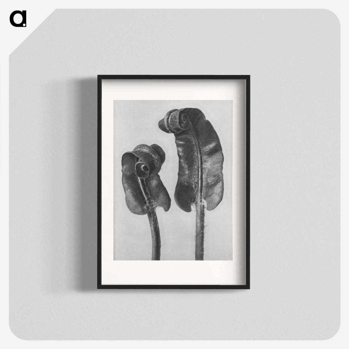 1-46_Karl-Blossfeldt_blk