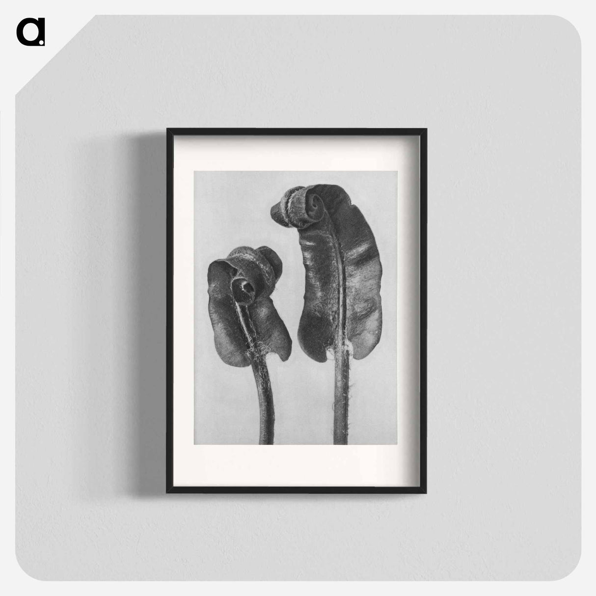 アートポスター-Scolopendrium Vulgare (Hart's–Tongue Fern) Young Rolled-Up Fronds - カール ブロスフェルト Poster.