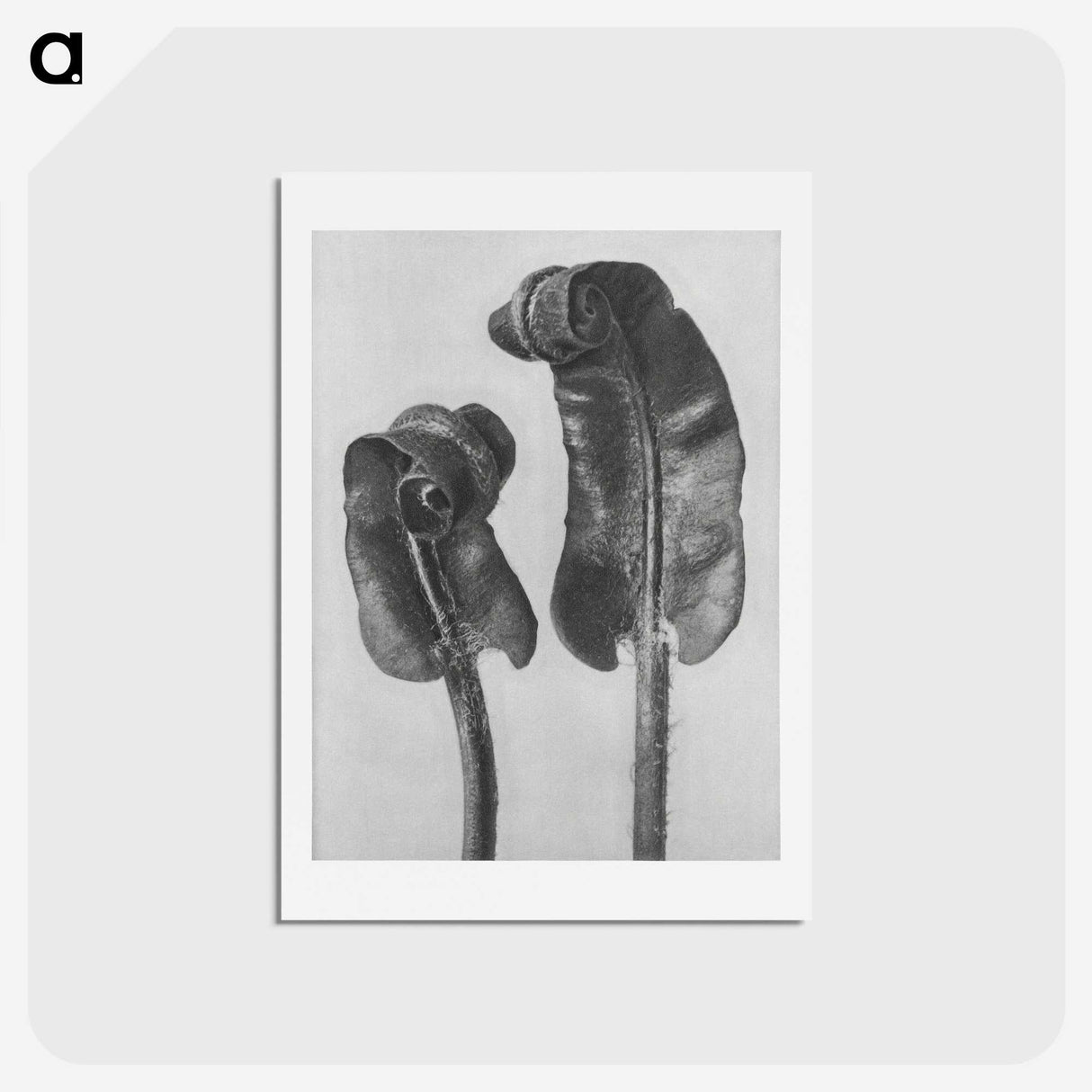 1-46_Karl-Blossfeldt_hagaki
