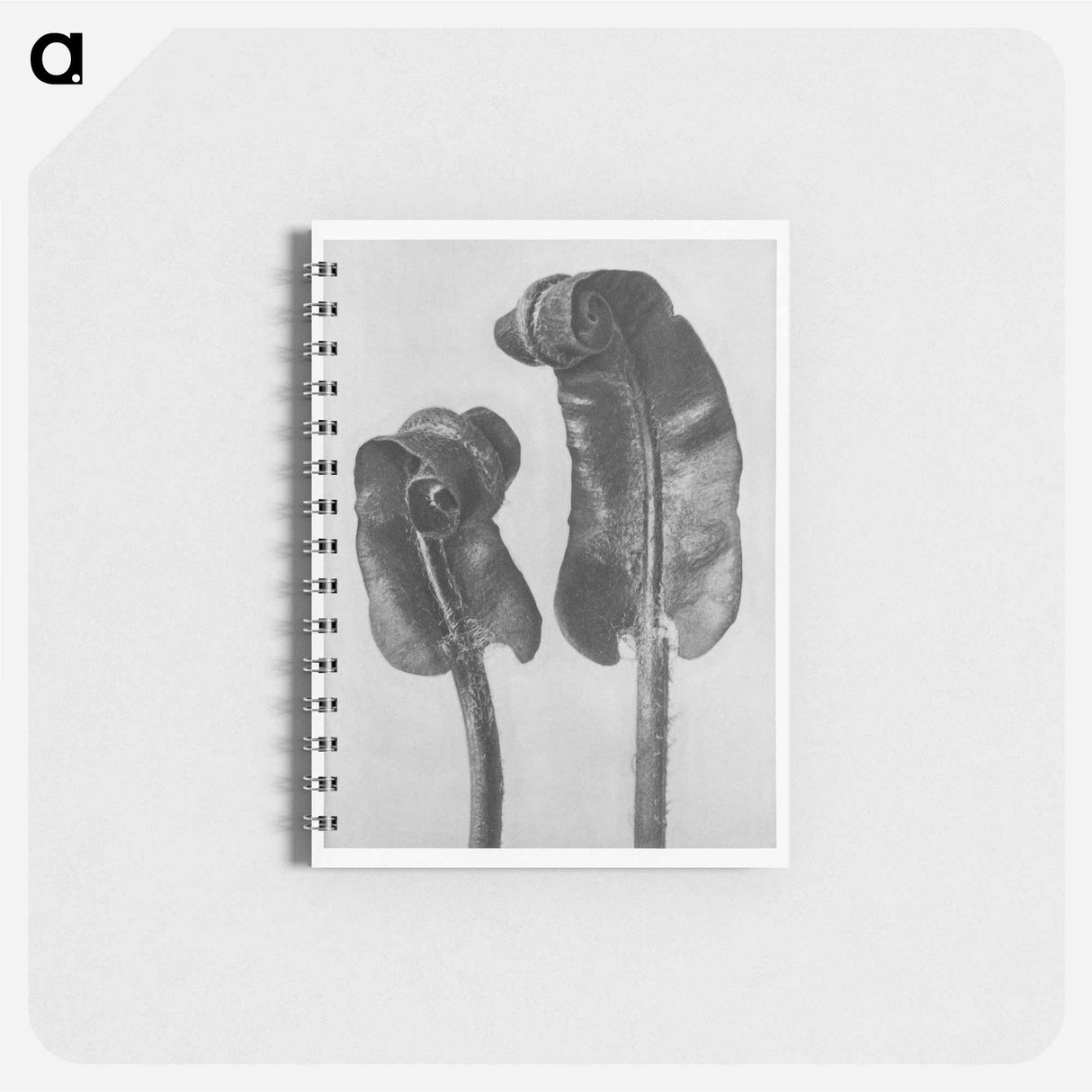 Scolopendrium Vulgare (Hart's–Tongue Fern) Young Rolled-Up Fronds - カール ブロスフェルト Memo.