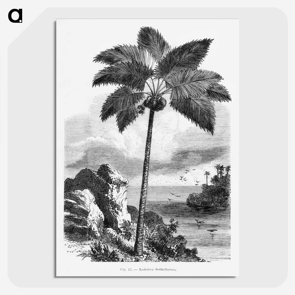 1-46_Les-Palmiers-Histoire-Iconographique_picture-crop