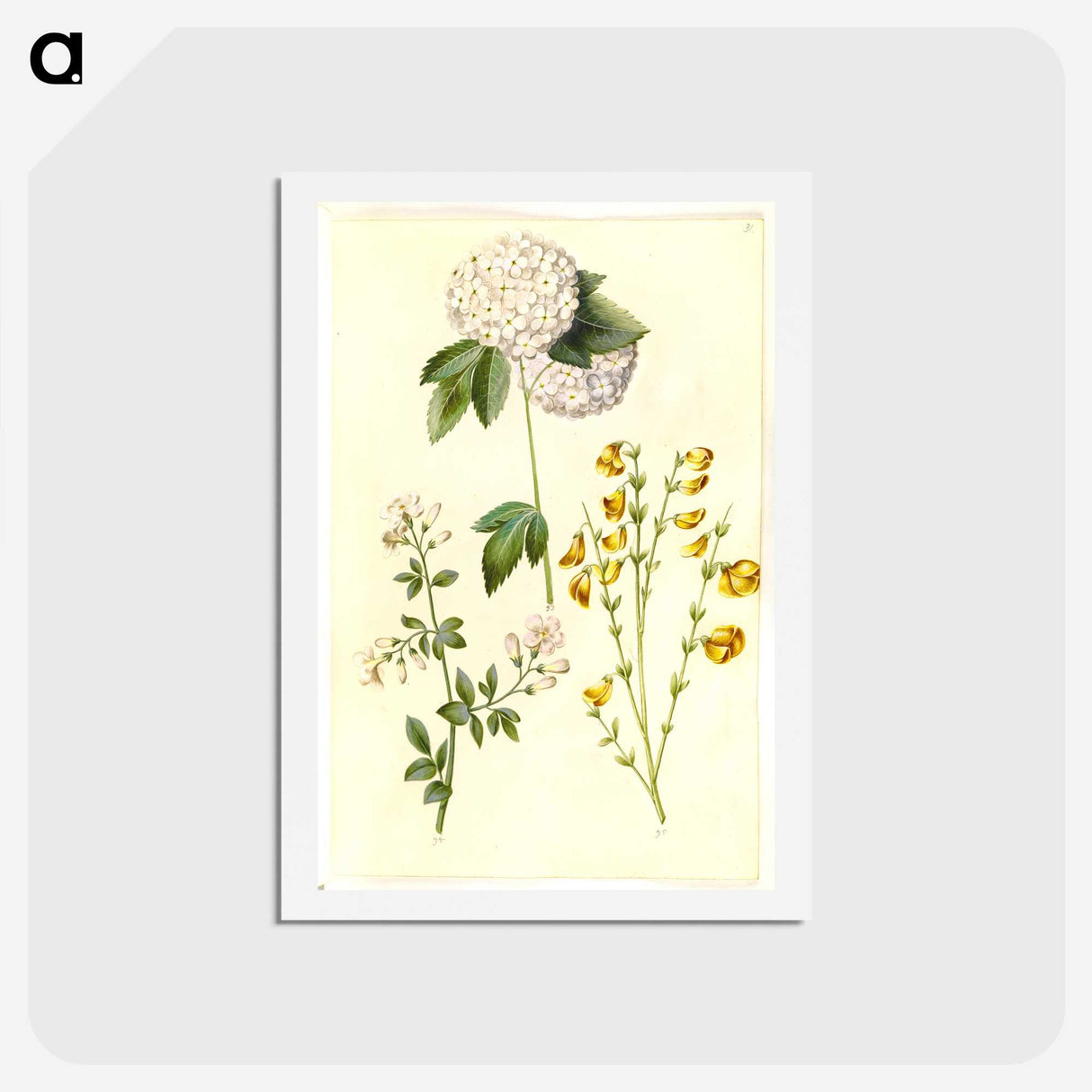 1-46_Maria-Sibylla-Merian_hagaki