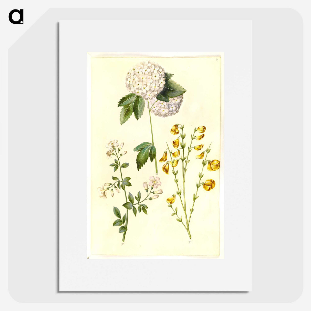 1-46_Maria-Sibylla-Merian_picture