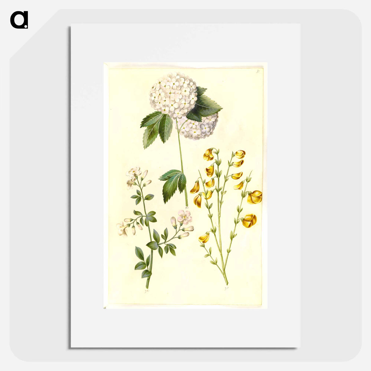 アートポスター-Botanical Studies
- マリア ジビーラ メーリアン Poster.