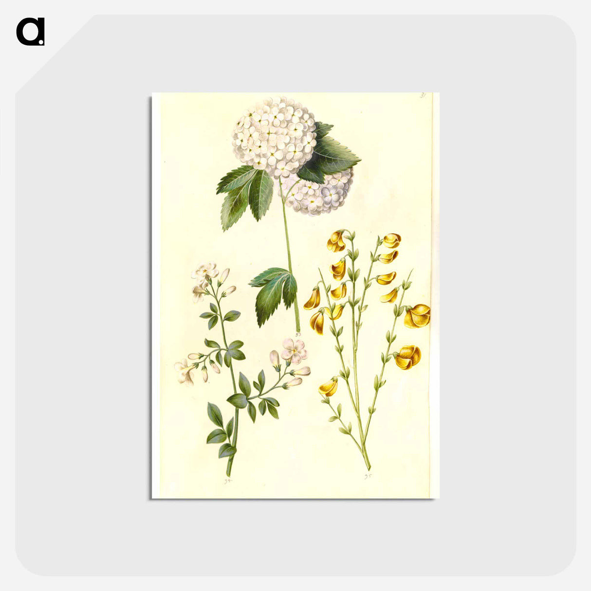 アートポストカード-Botanical Studies
- マリア ジビーラ メーリアン Postcard.