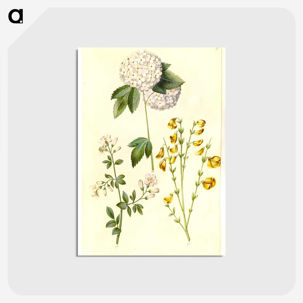 1-46_Maria-Sibylla-Merian_postcard