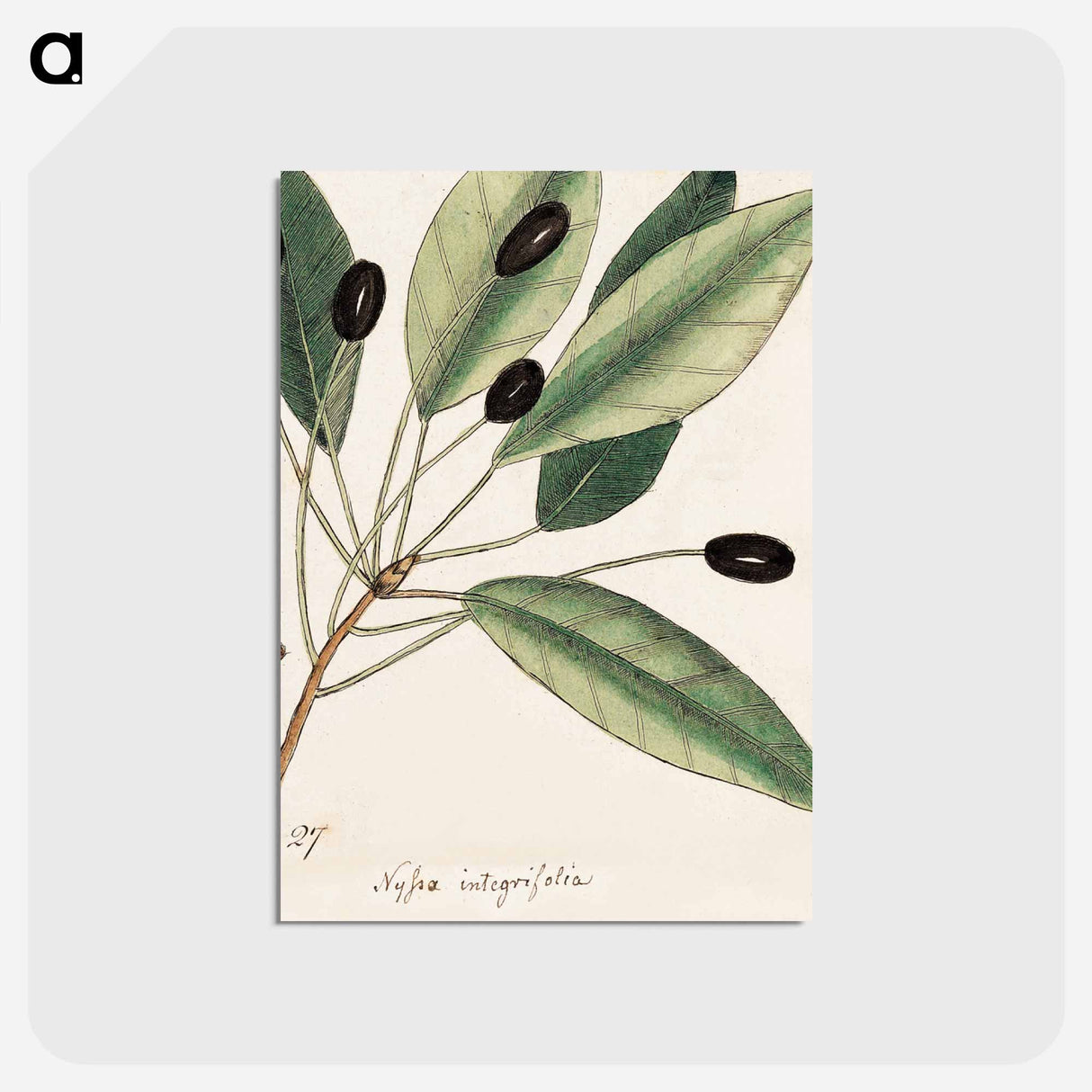 アートポストカード-The Natural History of Carolina, Florida, and
- マーク ケイツビー Postcard.