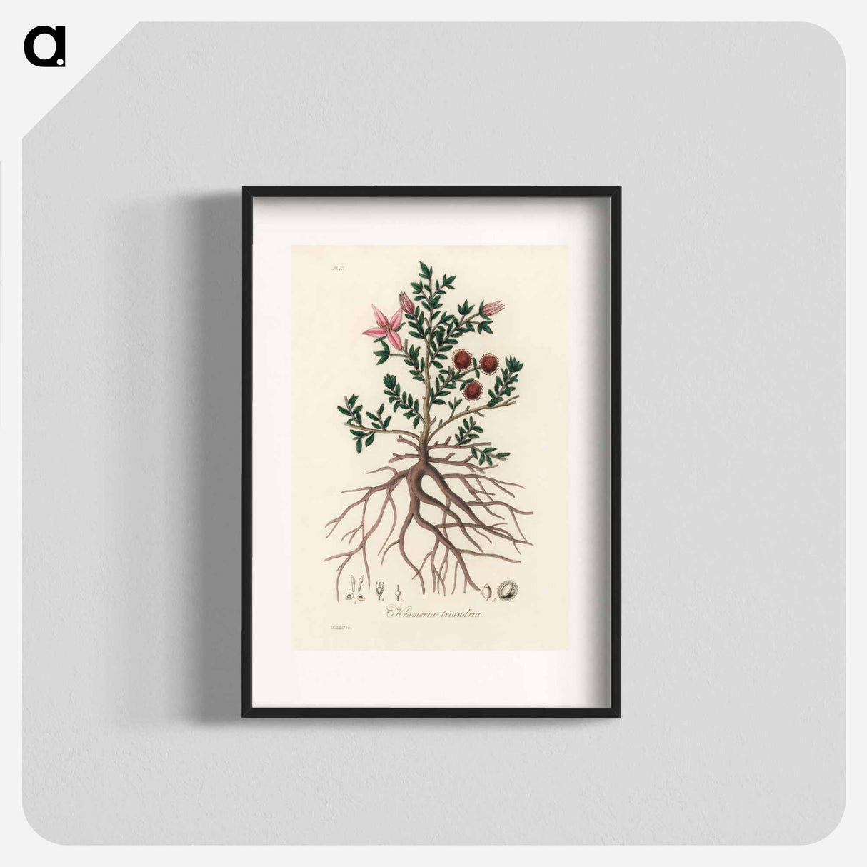 アートポスター-Rhatany Illustration
- 薬用植物学 Poster.