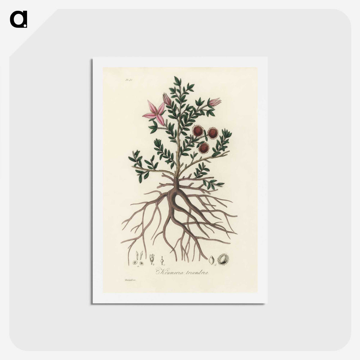1-46_Medical-Botany_hagaki