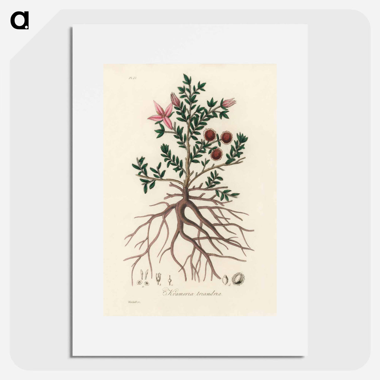 アートポスター-Rhatany Illustration
- 薬用植物学 Poster.