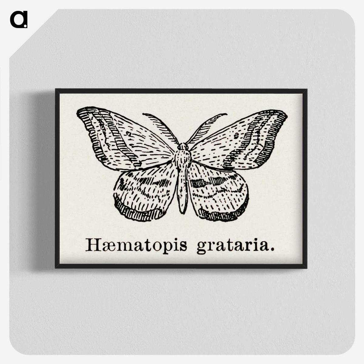 1-46_Moths-and-Butterflies-of-the-United-States_blk-crop