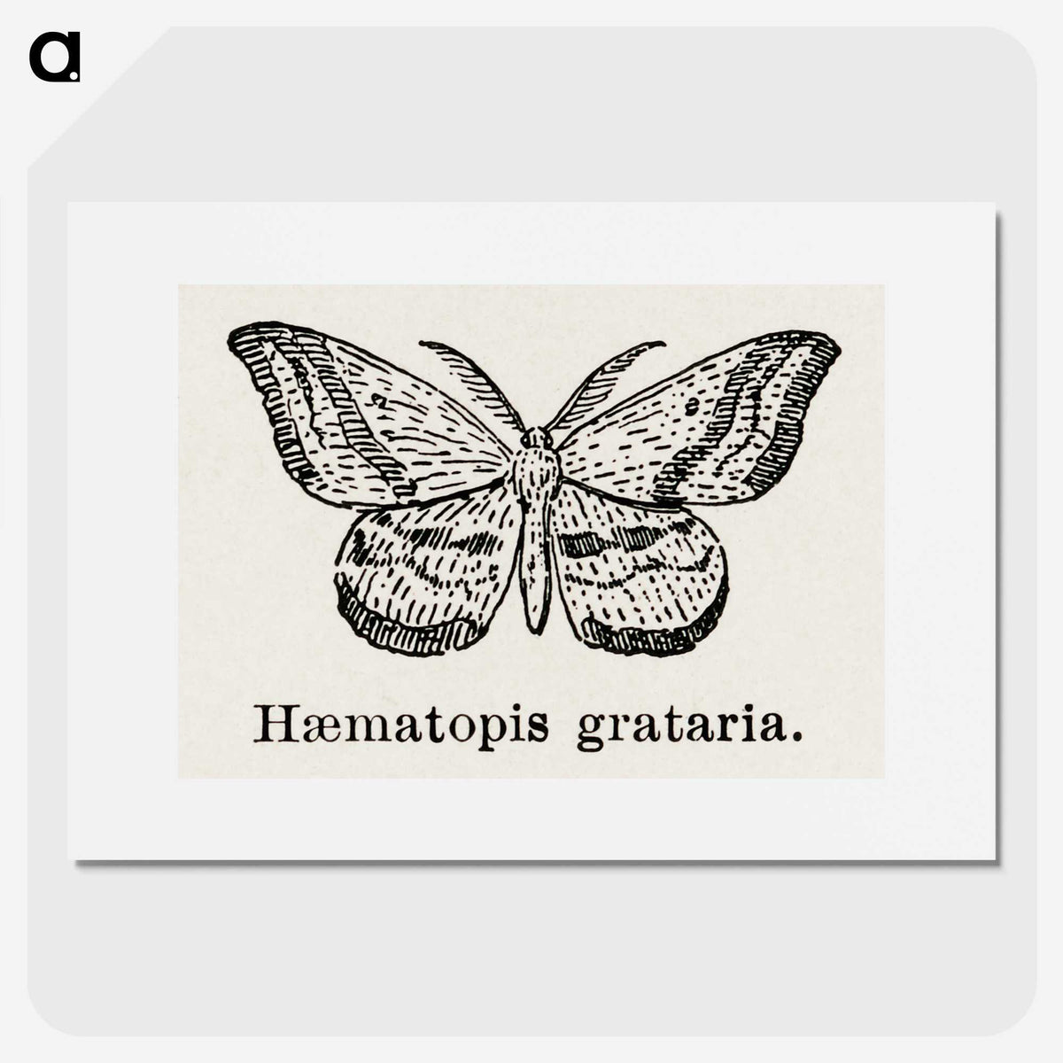 1-46_Moths-and-Butterflies-of-the-United-States_picture