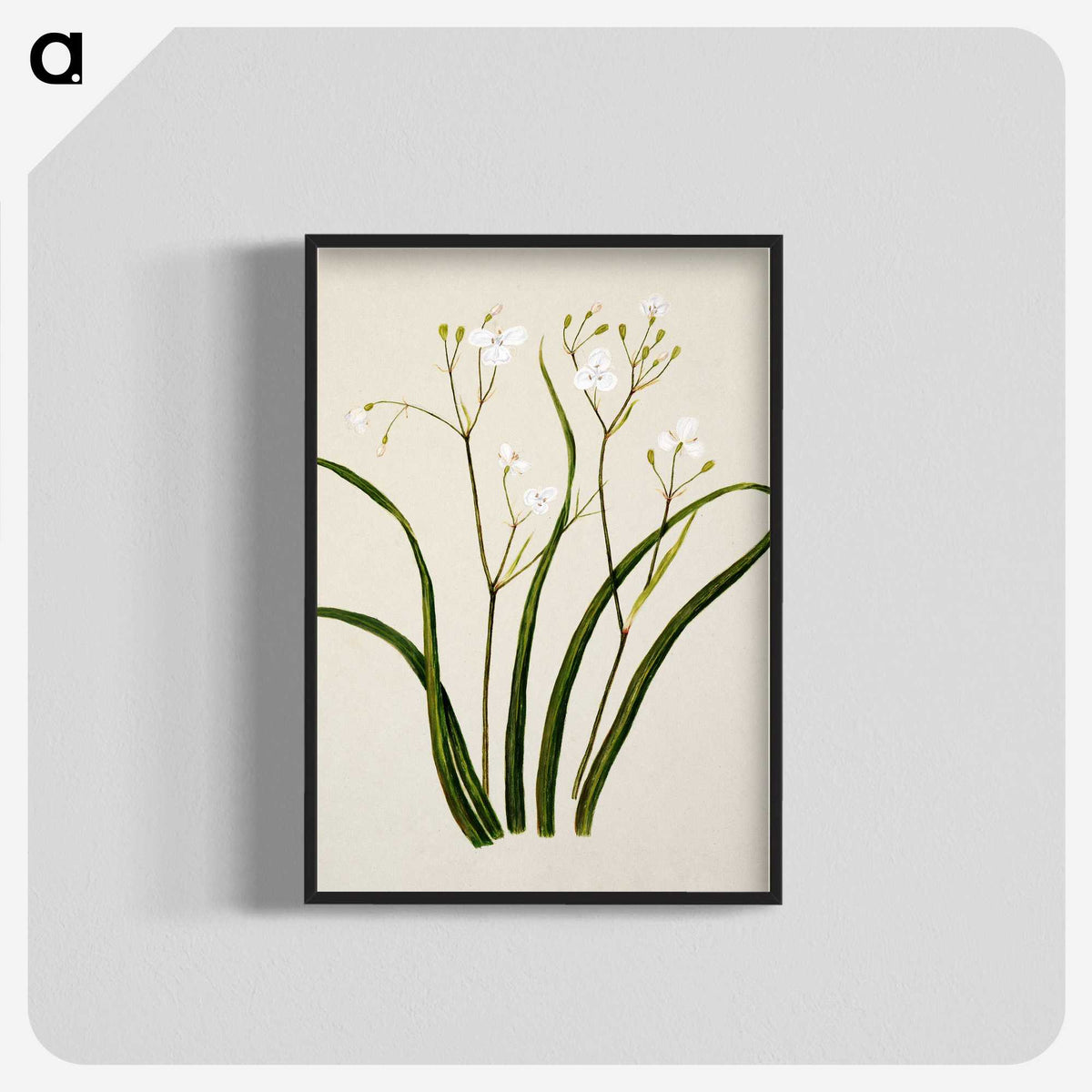 1-46_Native-Flowering-Plants-of-New-Zealand_blk-crop