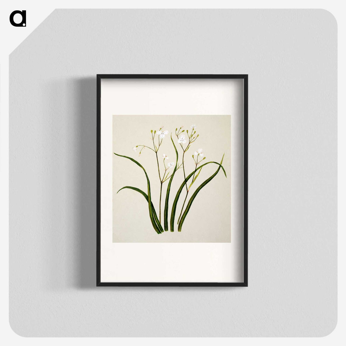 1-46_Native-Flowering-Plants-of-New-Zealand_blk