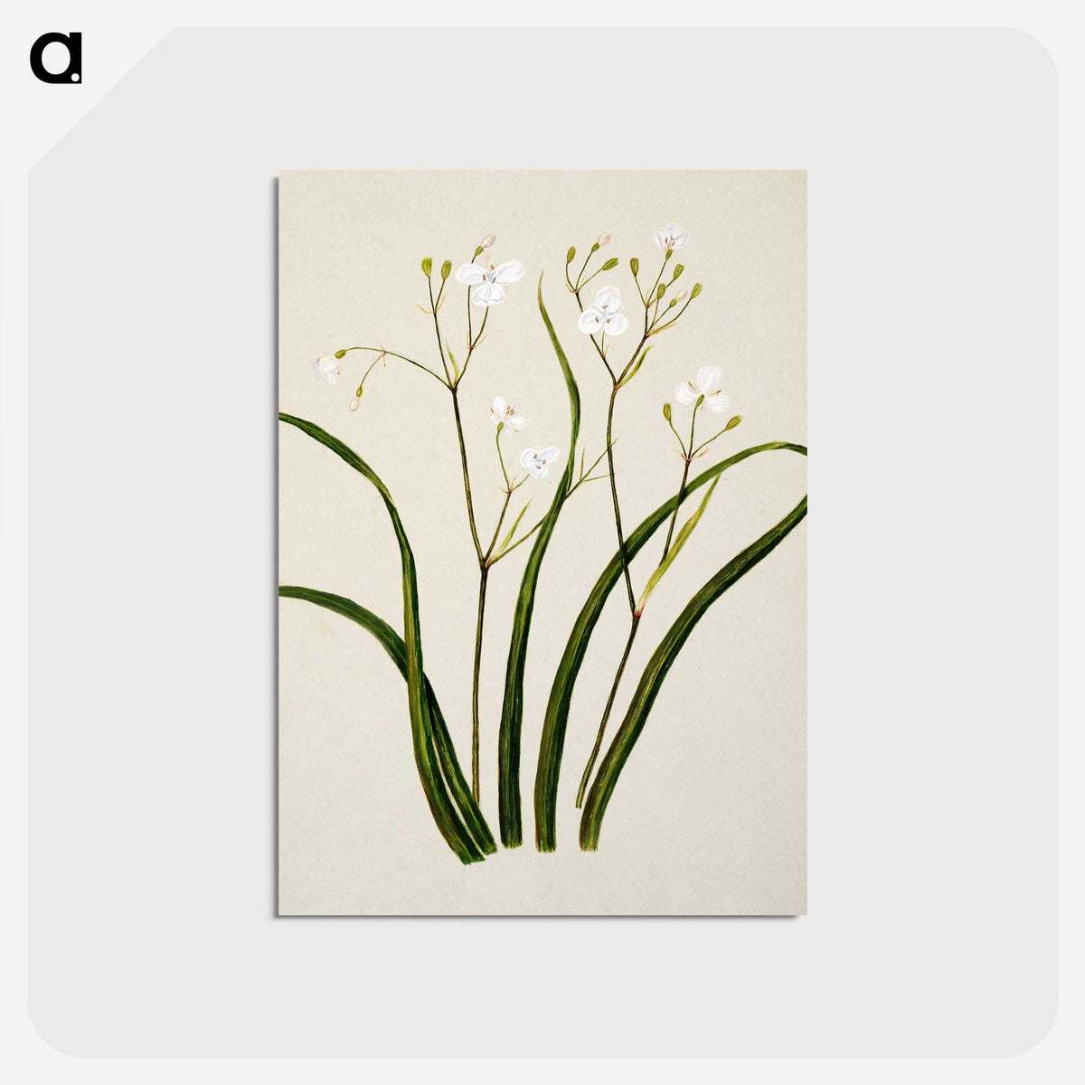 1-46_Native-Flowering-Plants-of-New-Zealand_postcard