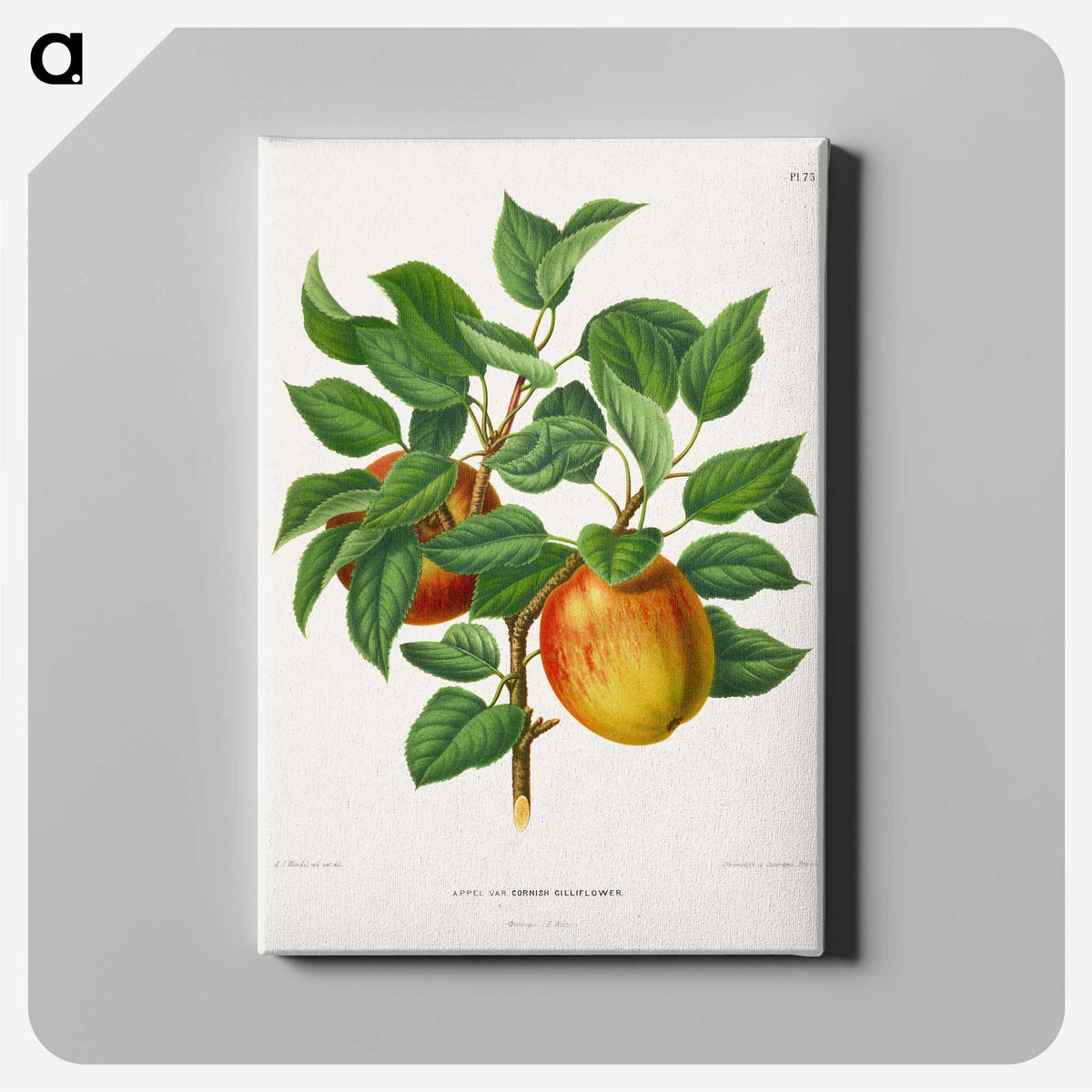 1-46_Nederlandsche-Flora-en-Pomona_canvas