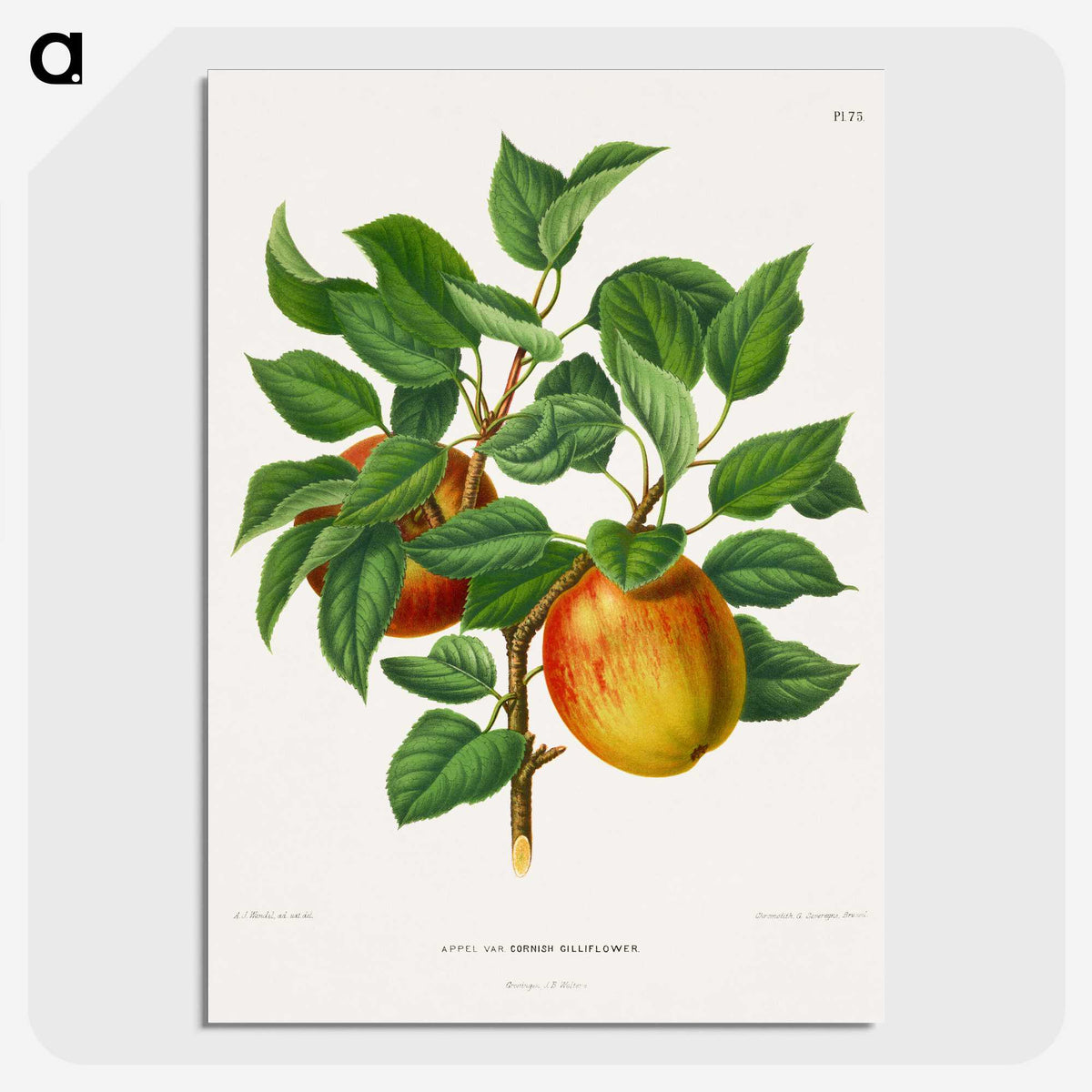 1-46_Nederlandsche-Flora-en-Pomona_picture-crop