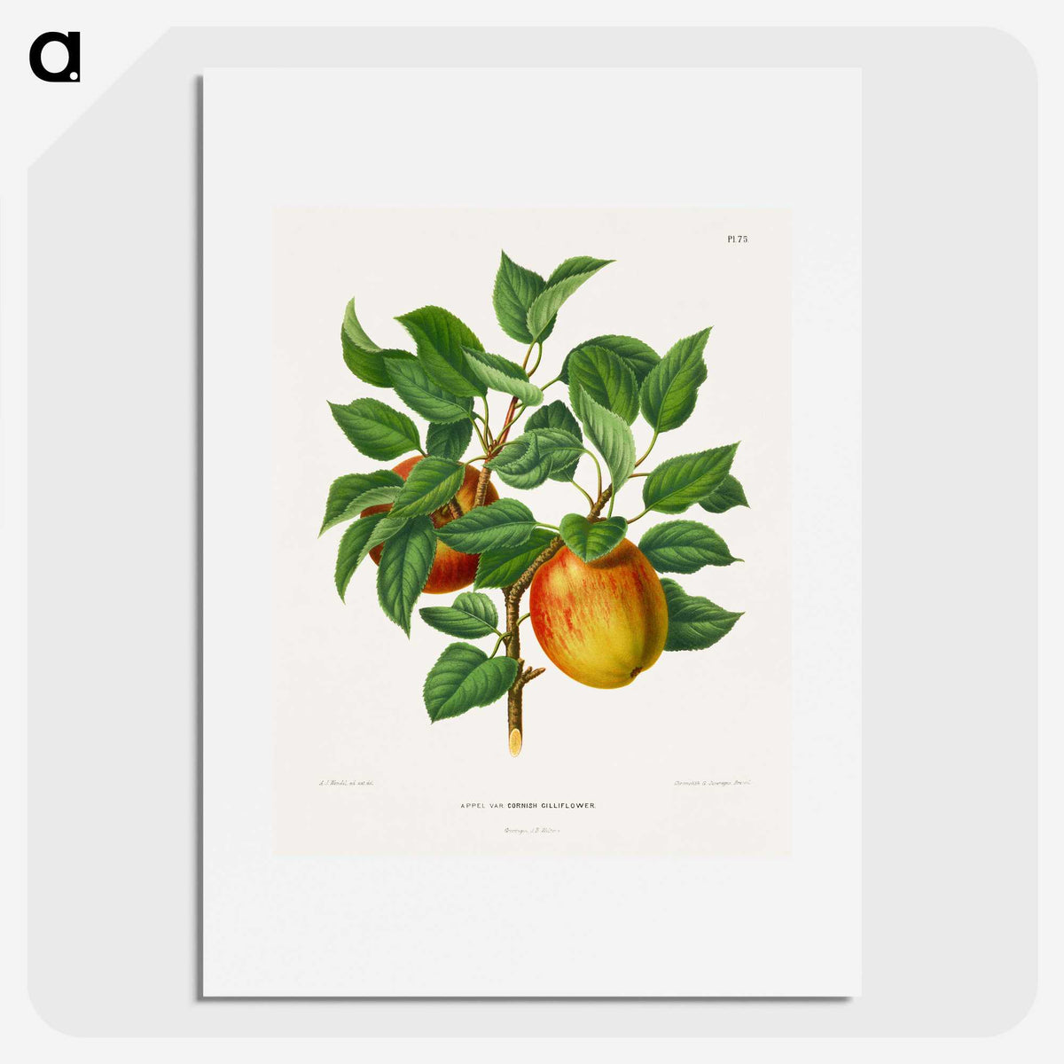 1-46_Nederlandsche-Flora-en-Pomona_picture