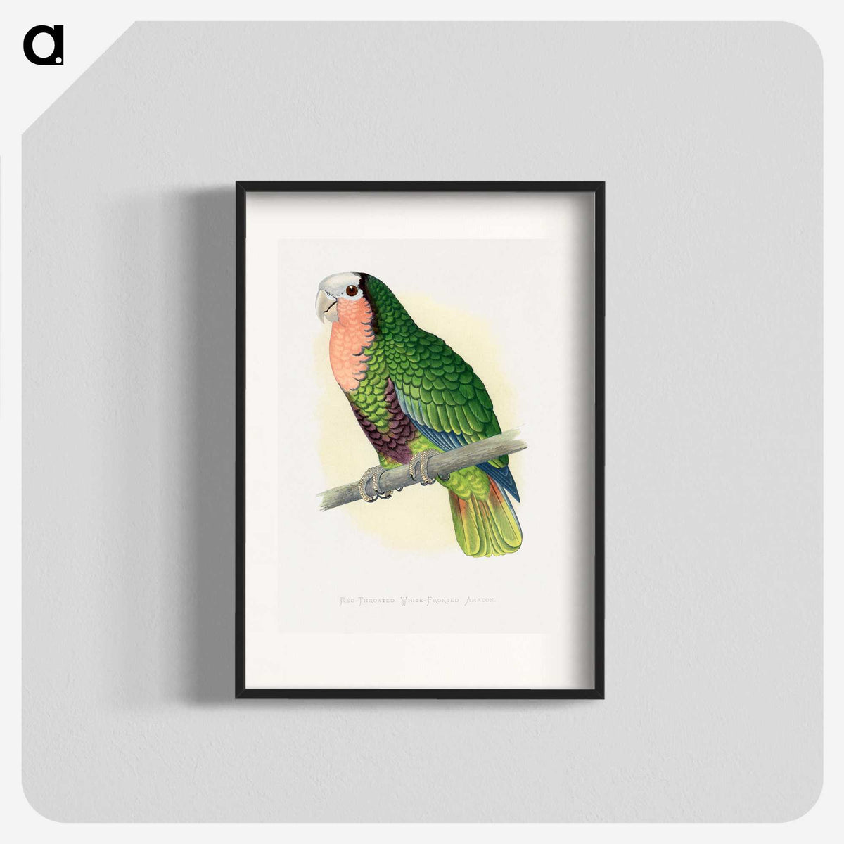 1-46_Parrots-in-Captivity_blk