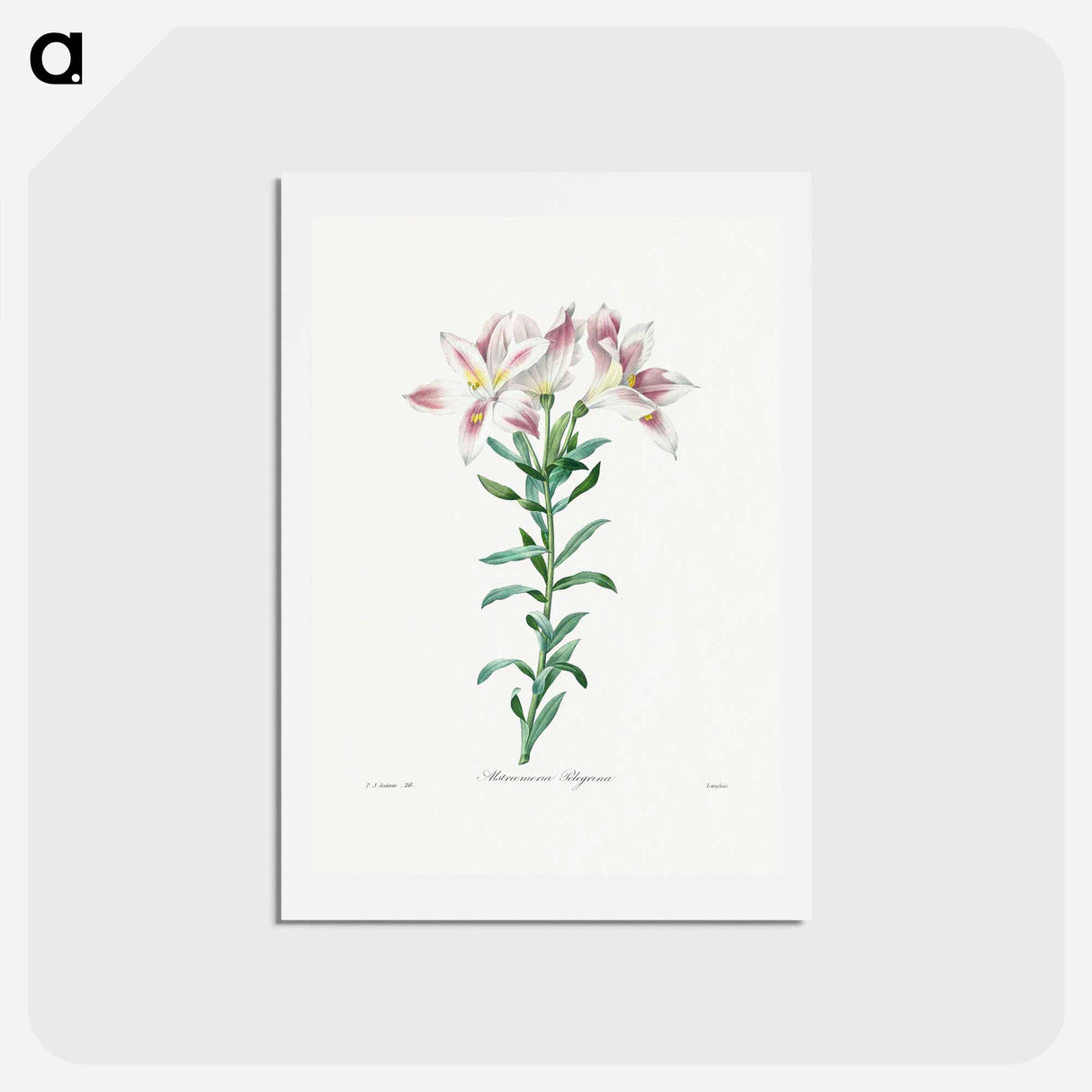 アートポストカード-Peruvian Lily - ピエール ジョゼフ ルドゥーテ Postcard.