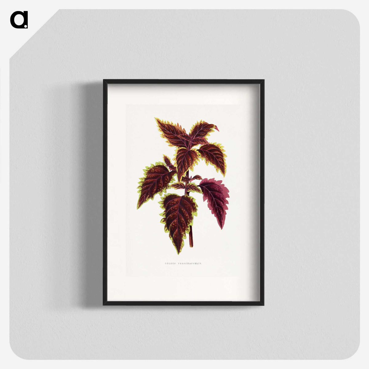 1-46_Plants-with-Colored-Foliage_blk