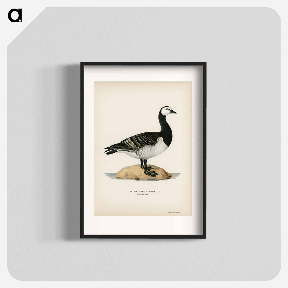 アートポスター-Barnacle Goose
- スヴェンスカ フォグラル Poster.