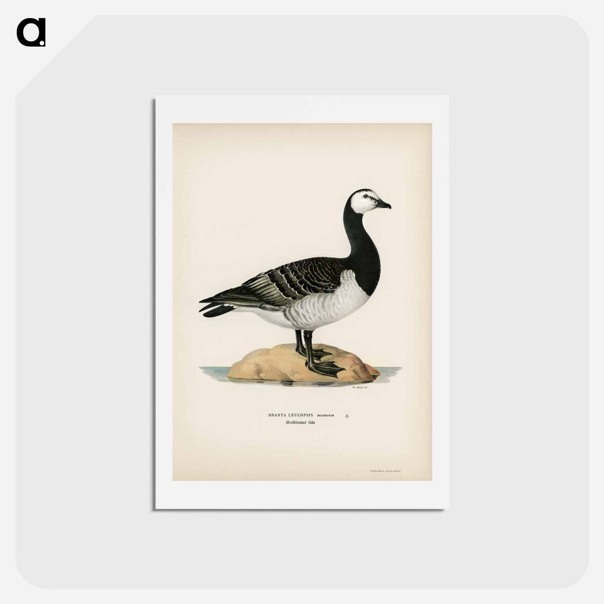 アートポストカード-Barnacle Goose
- スヴェンスカ フォグラル Postcard.