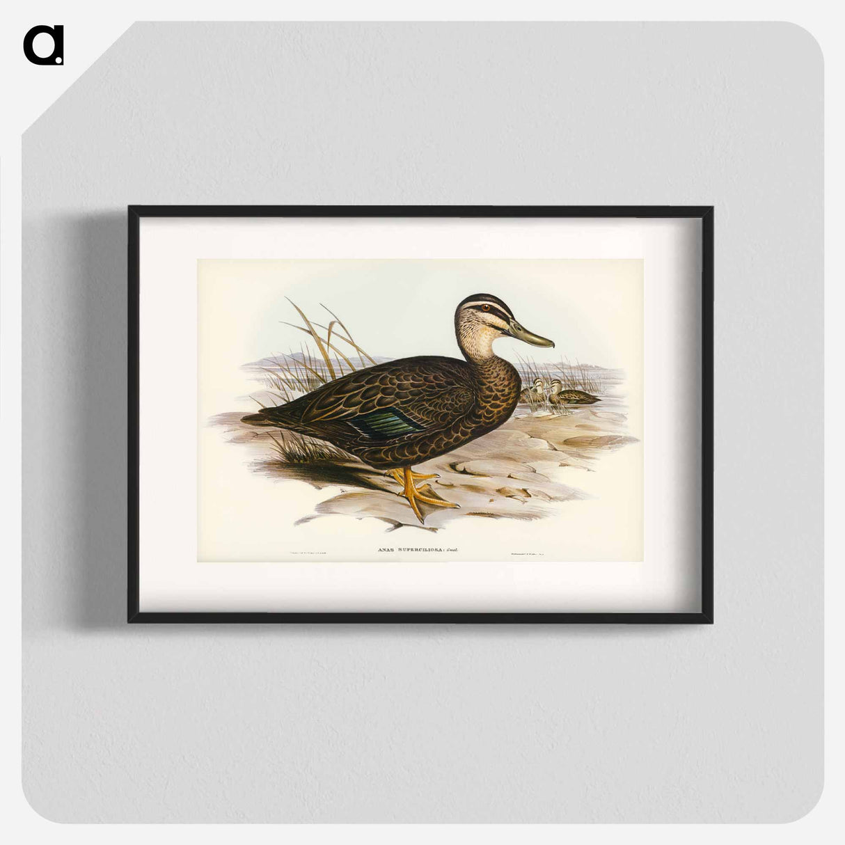 アートポスター-Australian Wild Duck
- オーストラリアの鳥 Poster.