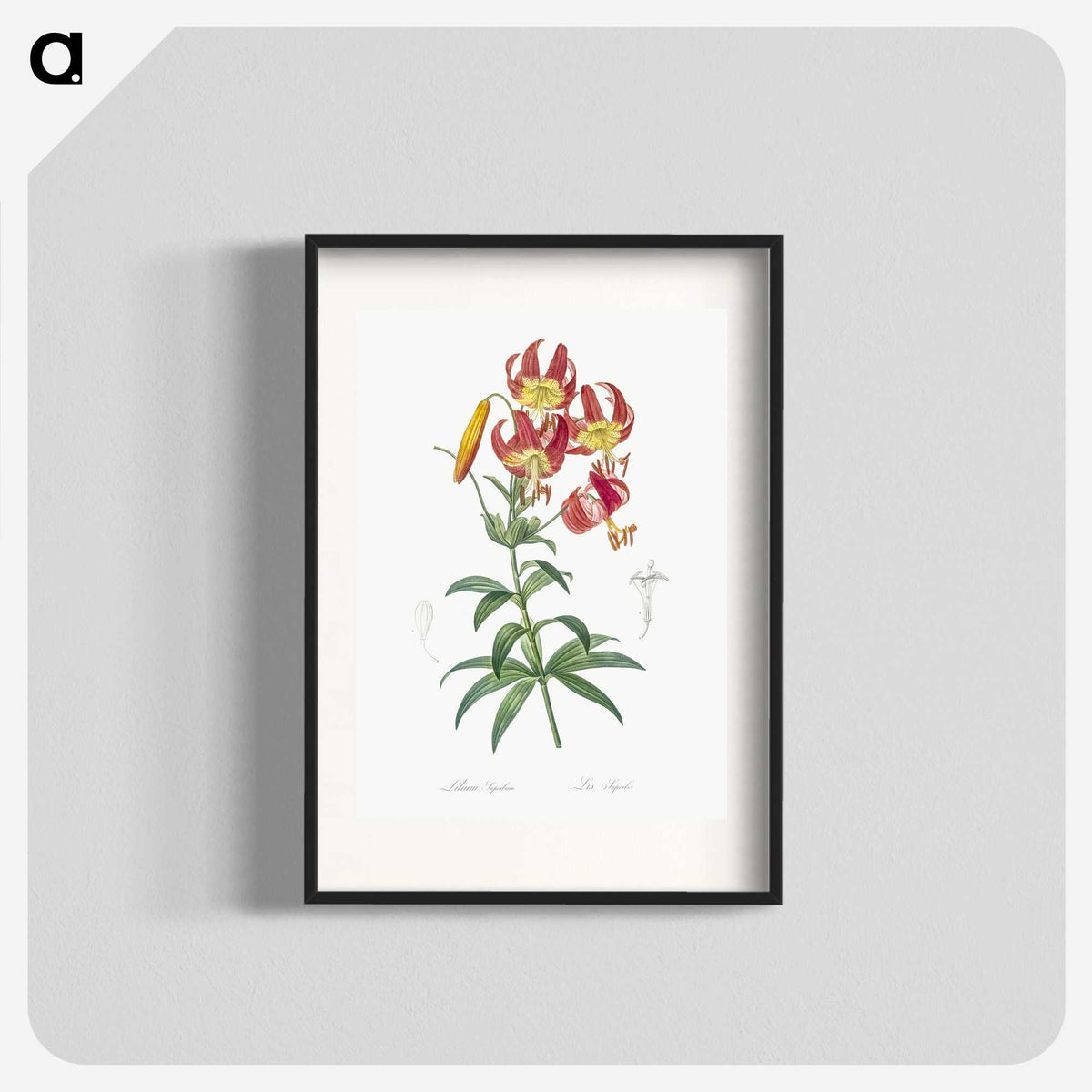 1-46_The-Lilies_blk