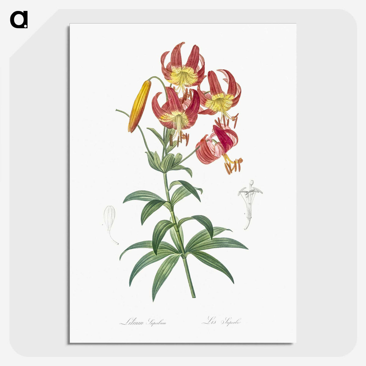 1-46_The-Lilies_picture-crop
