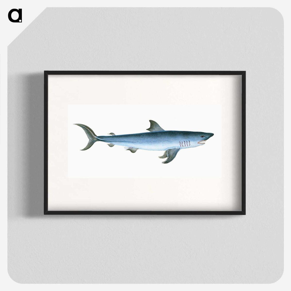 1-46_The-Natural-History-of-British-Fishes_blk