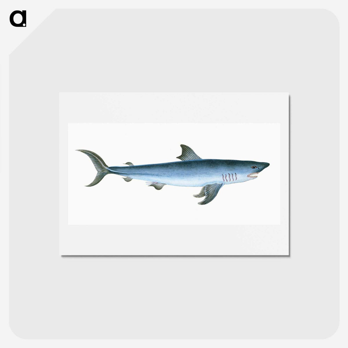 1-46_The-Natural-History-of-British-Fishes_hagaki