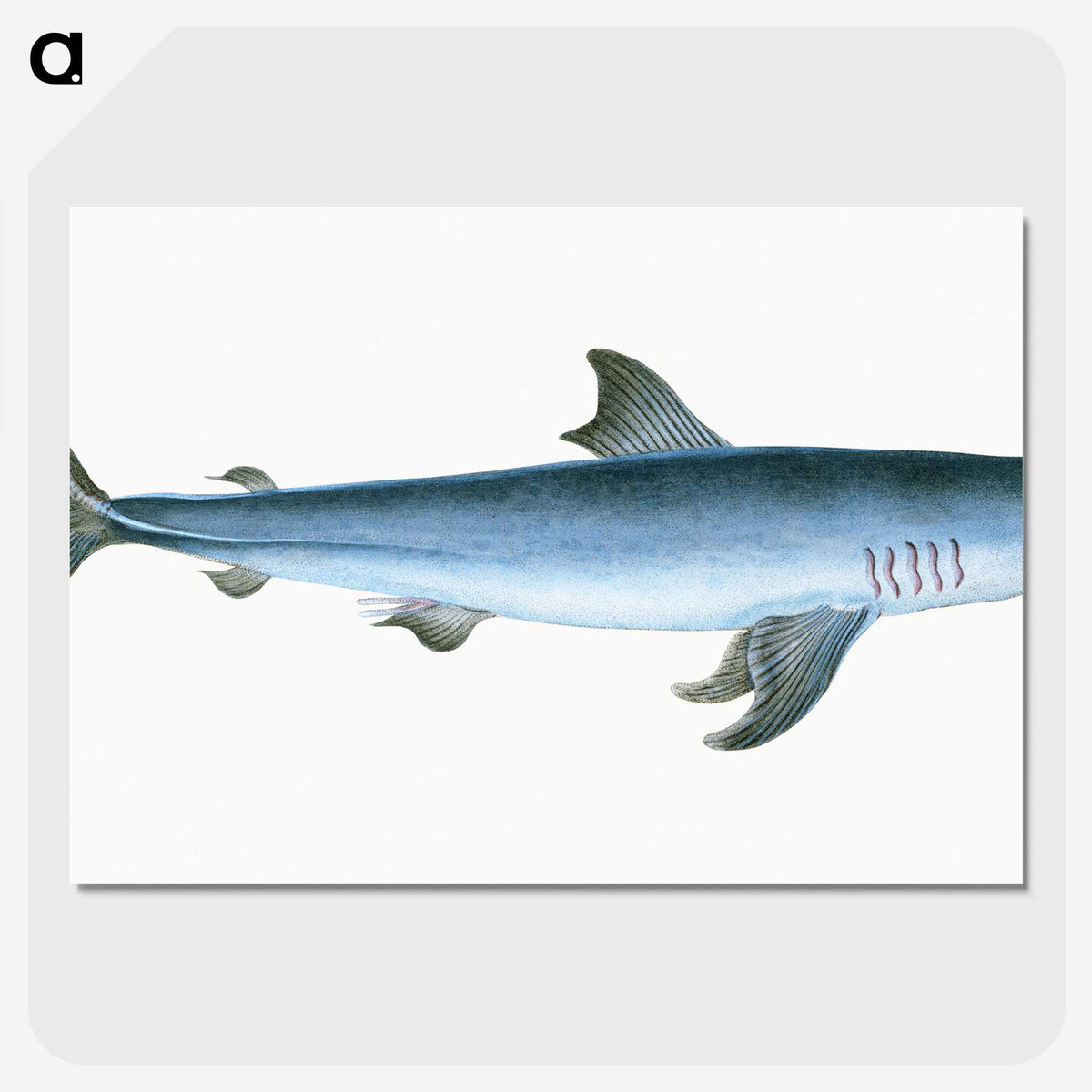 1-46_The-Natural-History-of-British-Fishes_picture-crop
