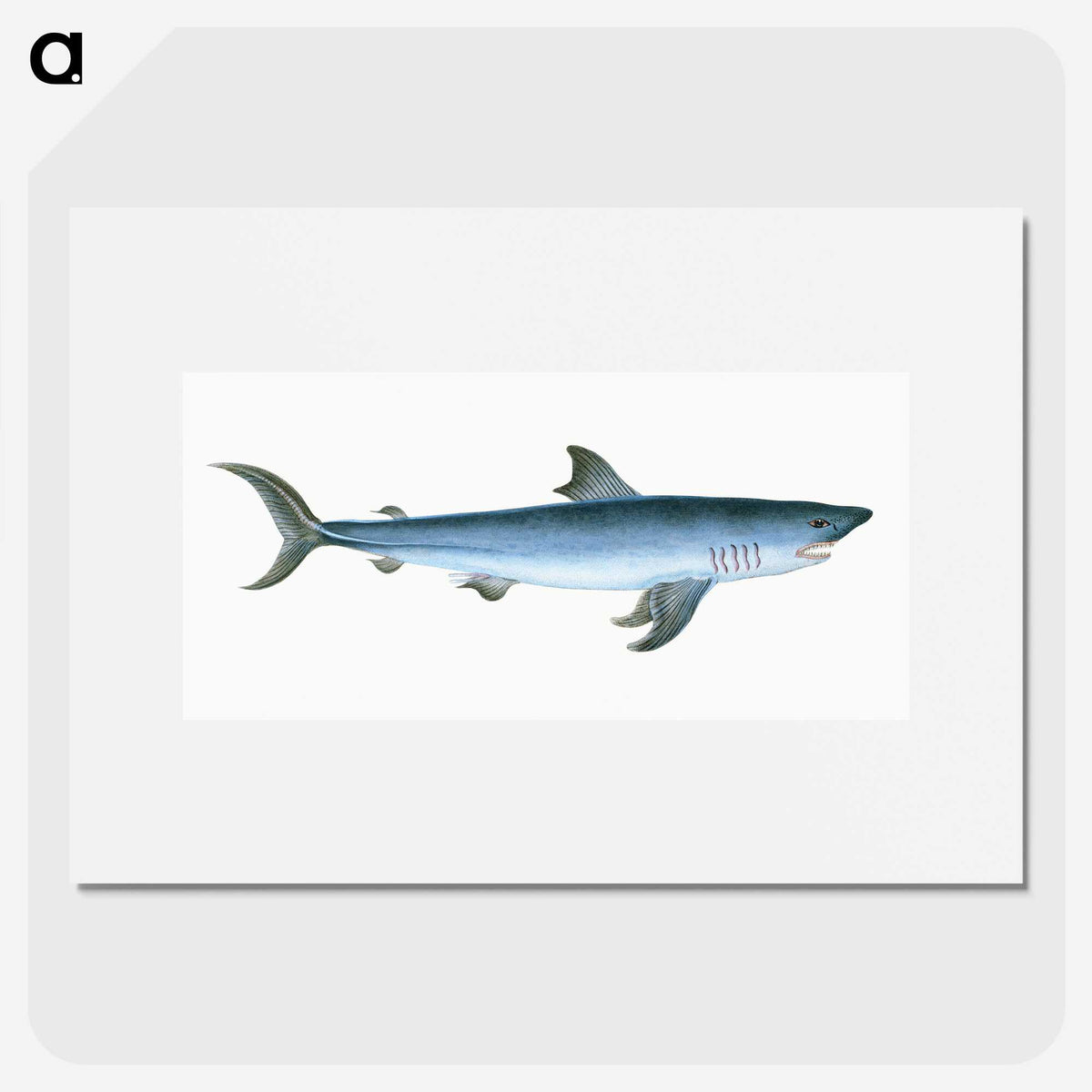 1-46_The-Natural-History-of-British-Fishes_picture