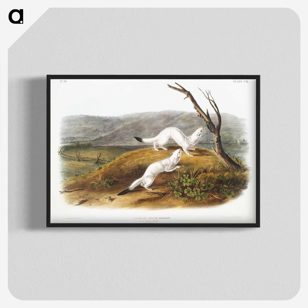 1-46_The-Viviparous-Quadrupeds_blk-crop