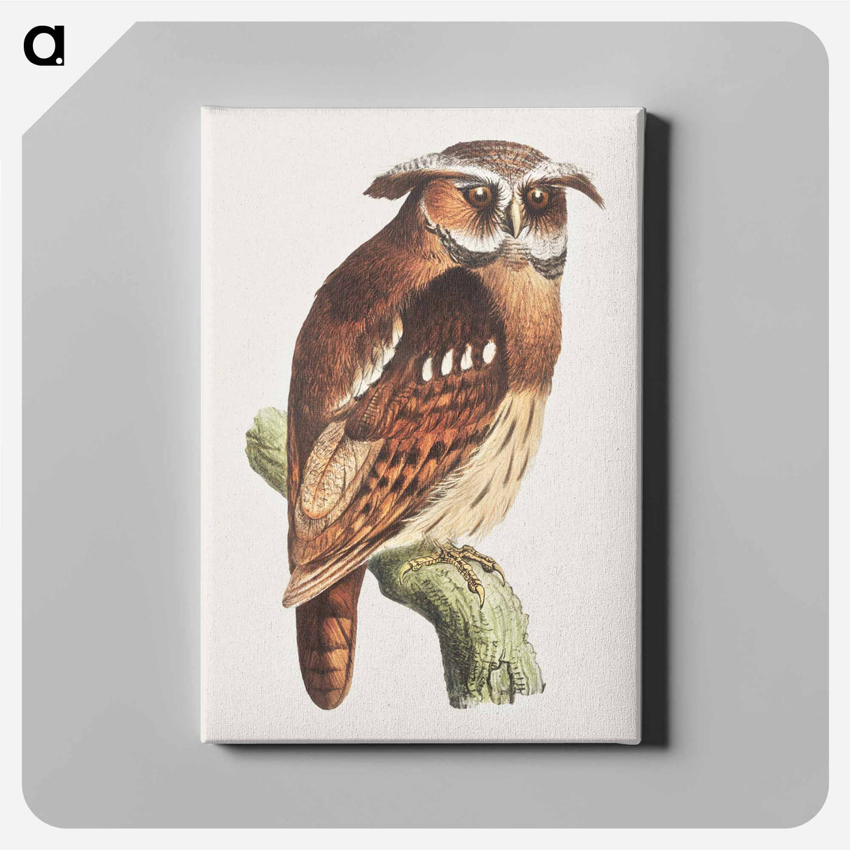 Uil op een tak - テオ ヴァン ホイテマ Canvas.