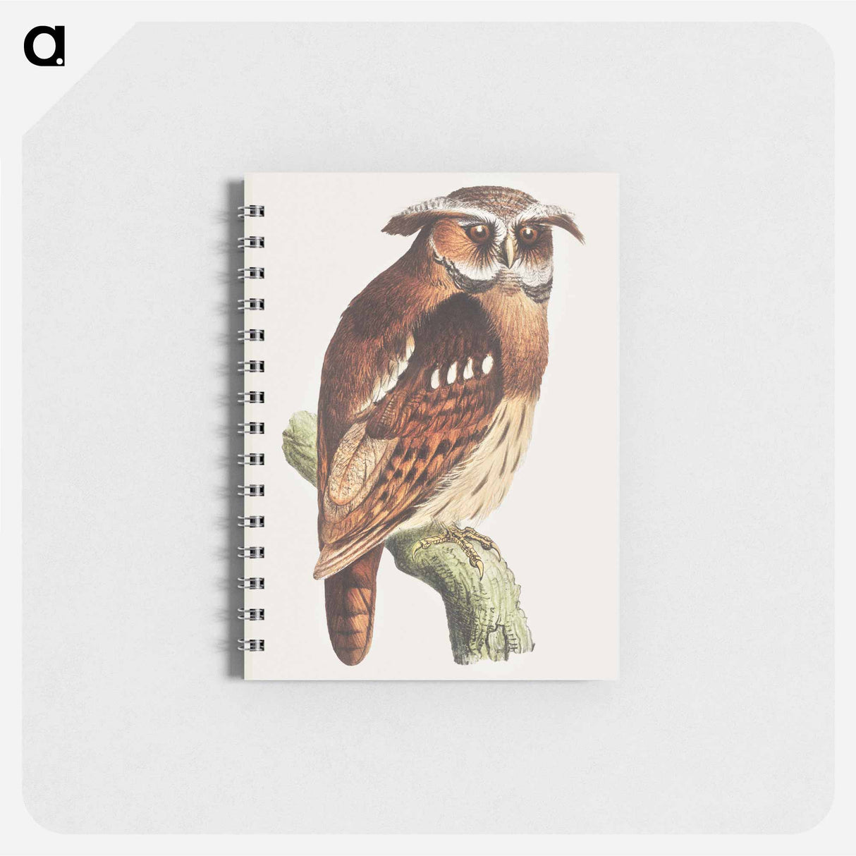 Uil op een tak - テオ ヴァン ホイテマ Memo.