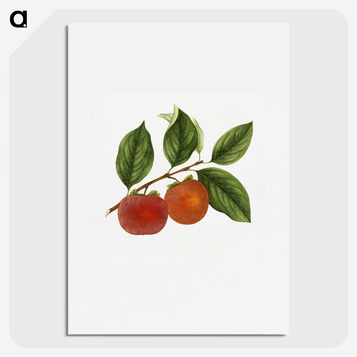 1-46_USDA-Watercolor-Fruit-Painting-Collection_picture