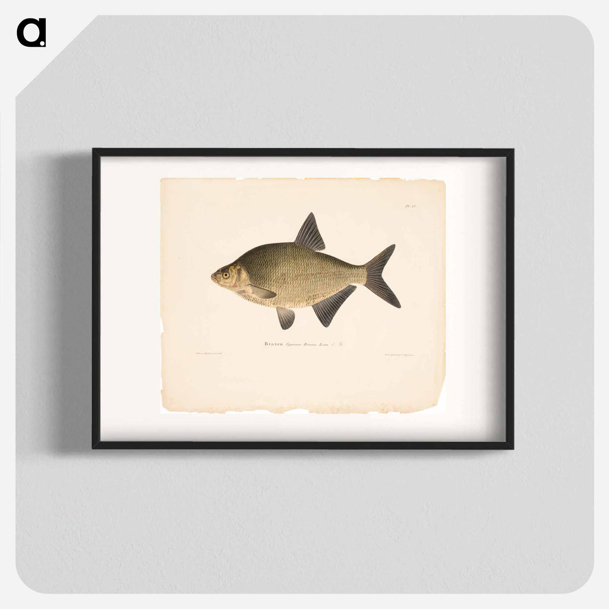 Male bream - ヴィルヘルム フォン ライト Poster.