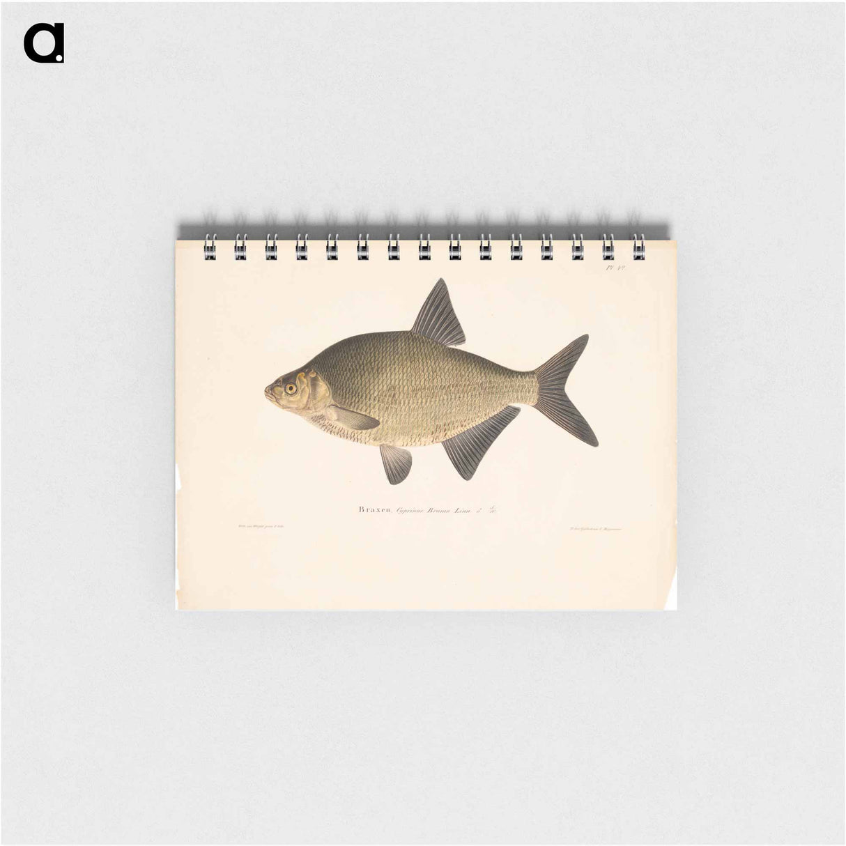 Male bream - ヴィルヘルム フォン ライト Memo.