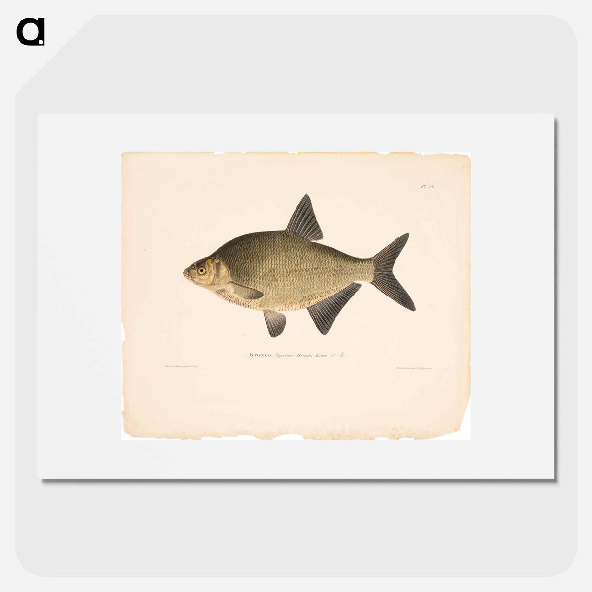 Male bream - ヴィルヘルム フォン ライト Poster.