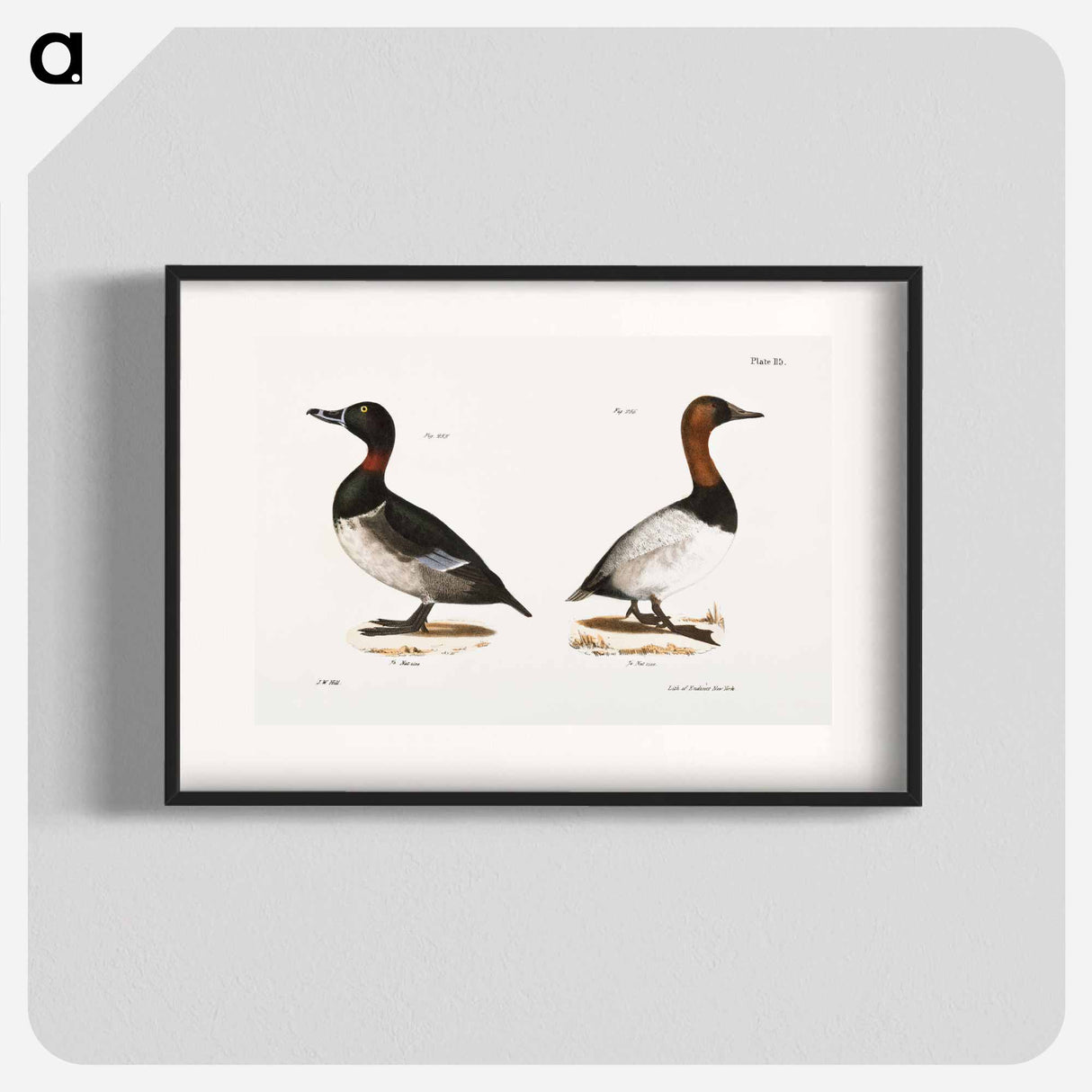アートポスター-Bastard Broadbill - ニューヨークの動物学 Poster.