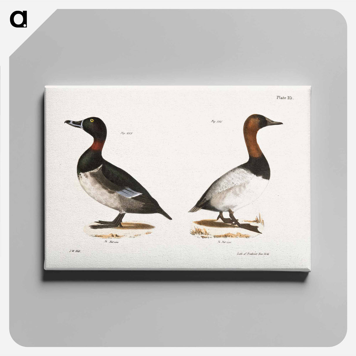 Bastard Broadbill - ニューヨークの動物学 Canvas.