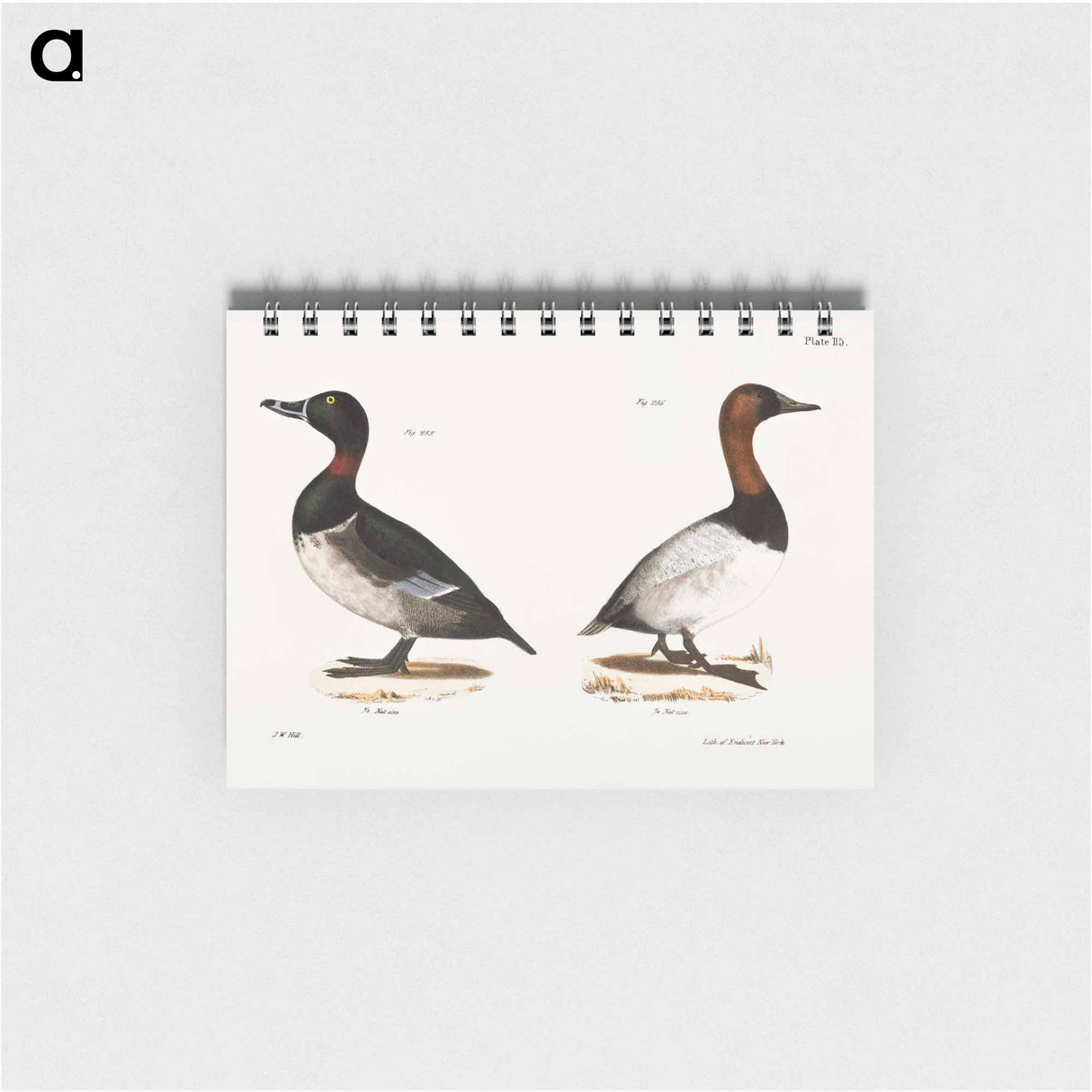 アートメモ帳-Bastard Broadbill - ニューヨークの動物学 Memo.